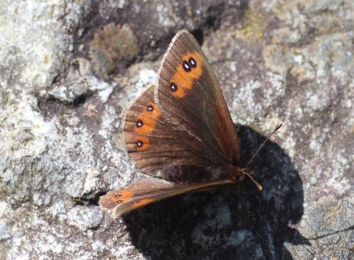 Erebia meolans